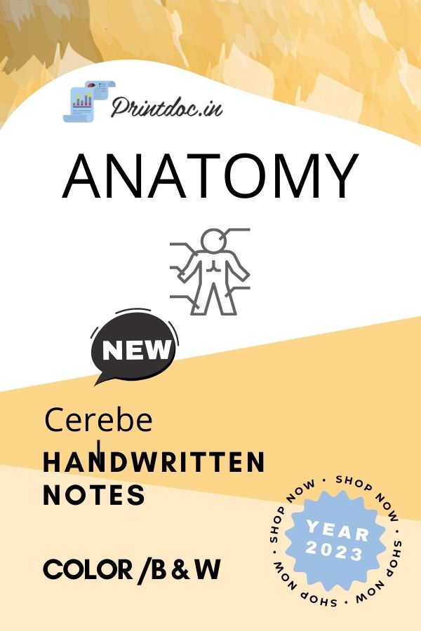Cerebel - ANATOMY