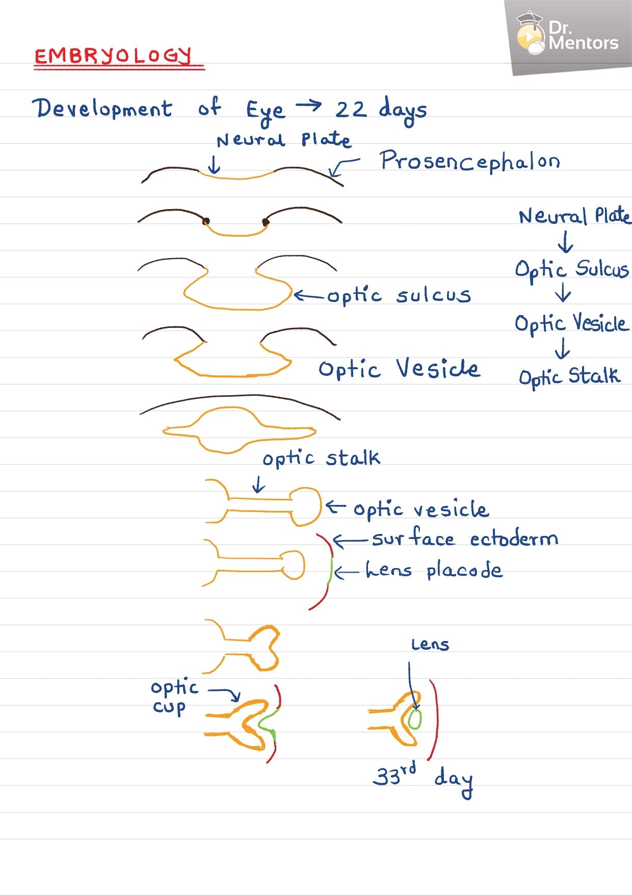 ANATOMY & EMBRYOLOGY - BDS Dental Notes - PrintDoc