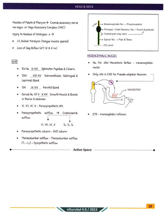 Anatomy 4.0 Main Notes by Dr. Ashwani Kumar (New Offer) - PrintDoc