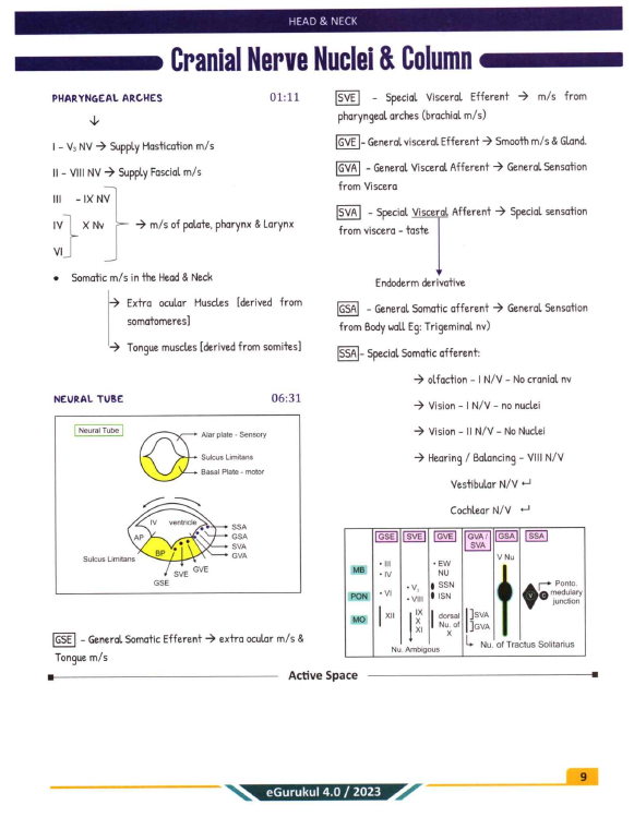 Anatomy 4.0 Main Notes by Dr. Ashwani Kumar (New Offer) - PrintDoc