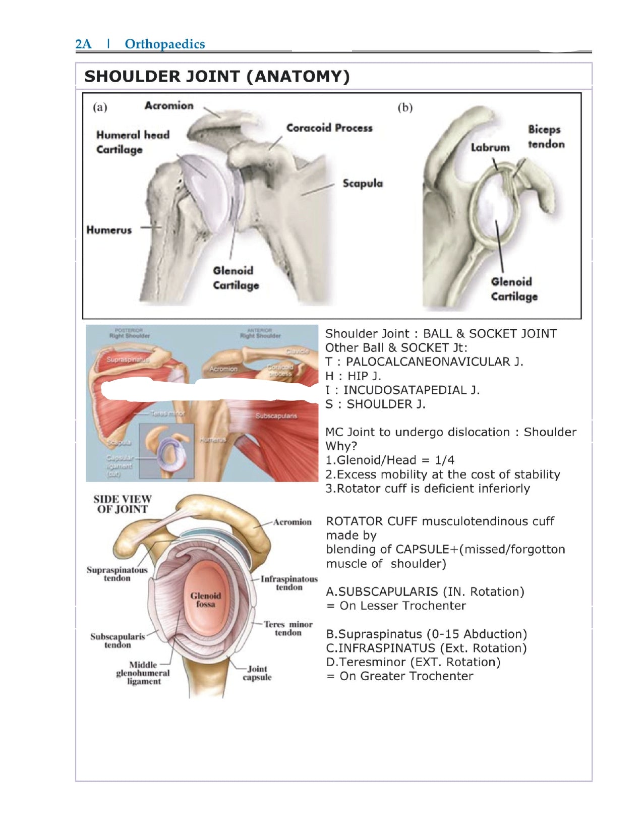 DAMS - ORTHOPAEDICS NOTES 2022-23 - PrintDoc