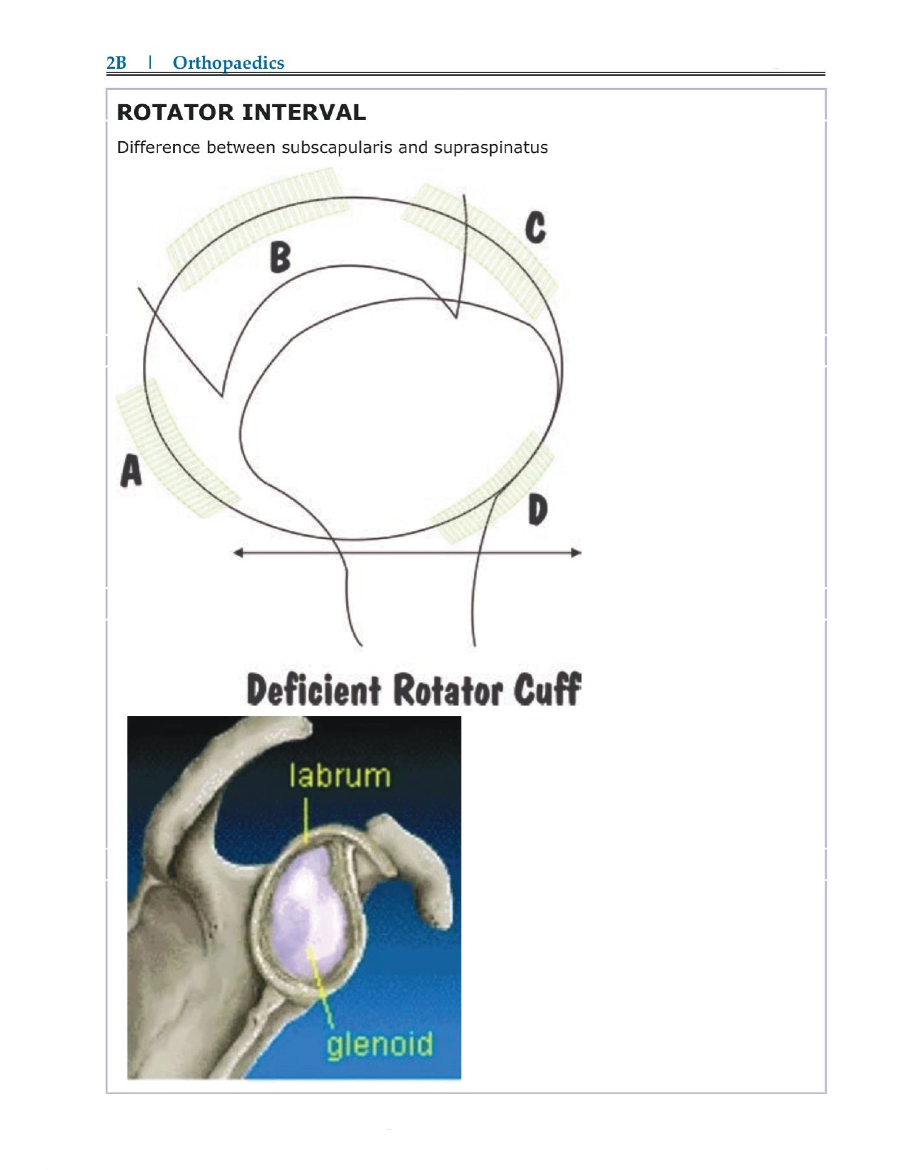 DAMS - ORTHOPAEDICS NOTES 2022-23 - PrintDoc