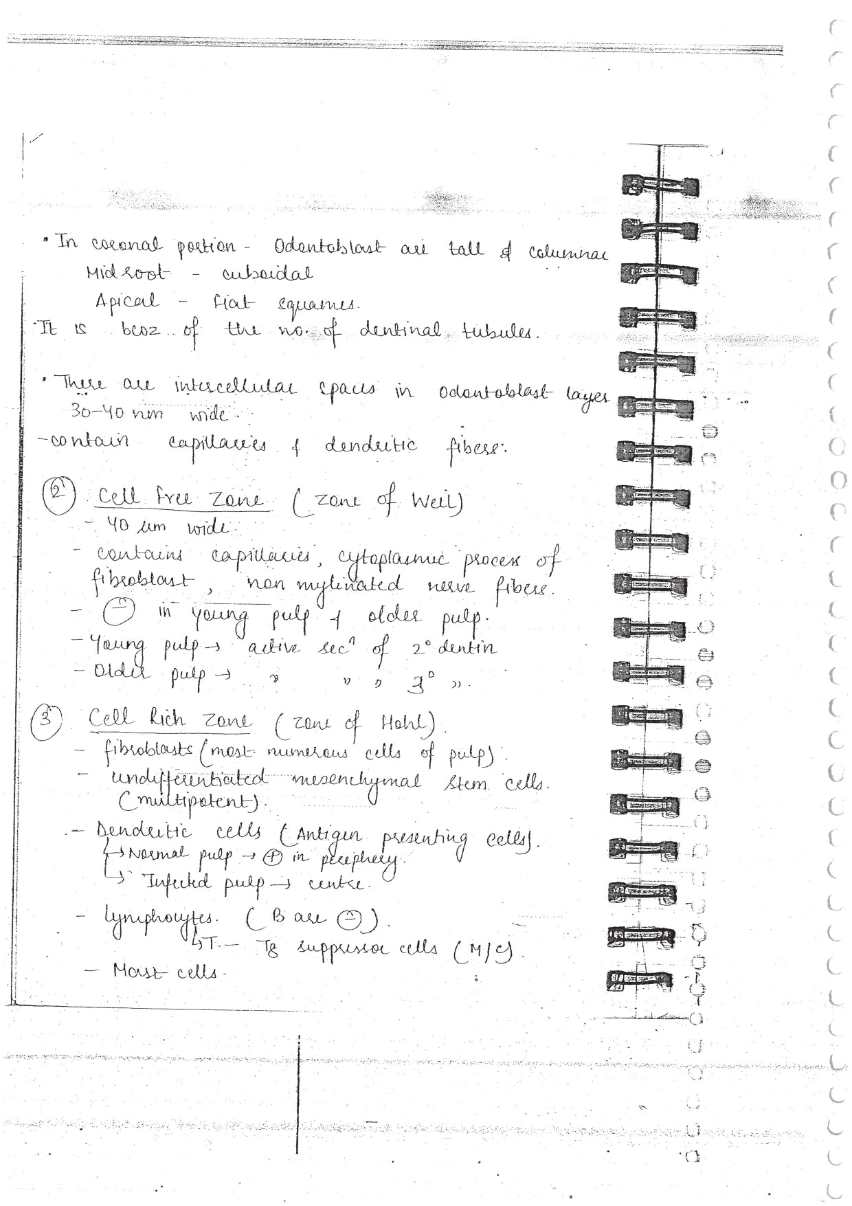 ENDODONTICS - BDS Dental Notes - PrintDoc