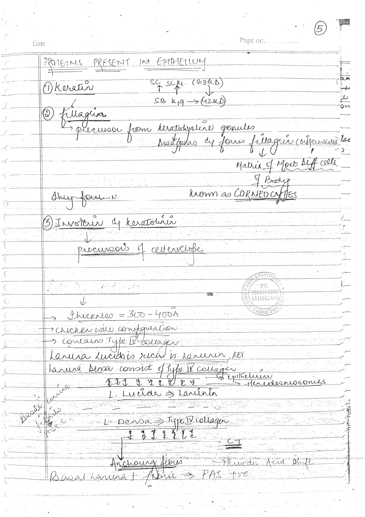 PERADONTIUM - BDS Dental Notes - PrintDoc