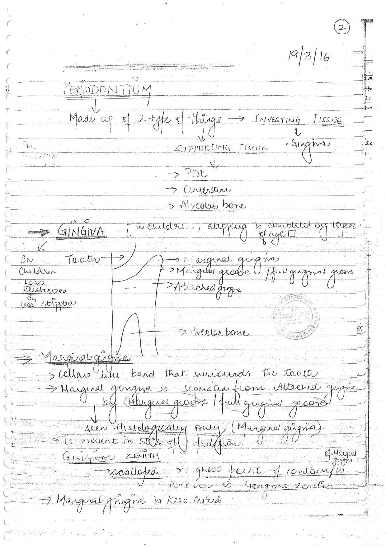 PERADONTIUM - BDS Dental Notes