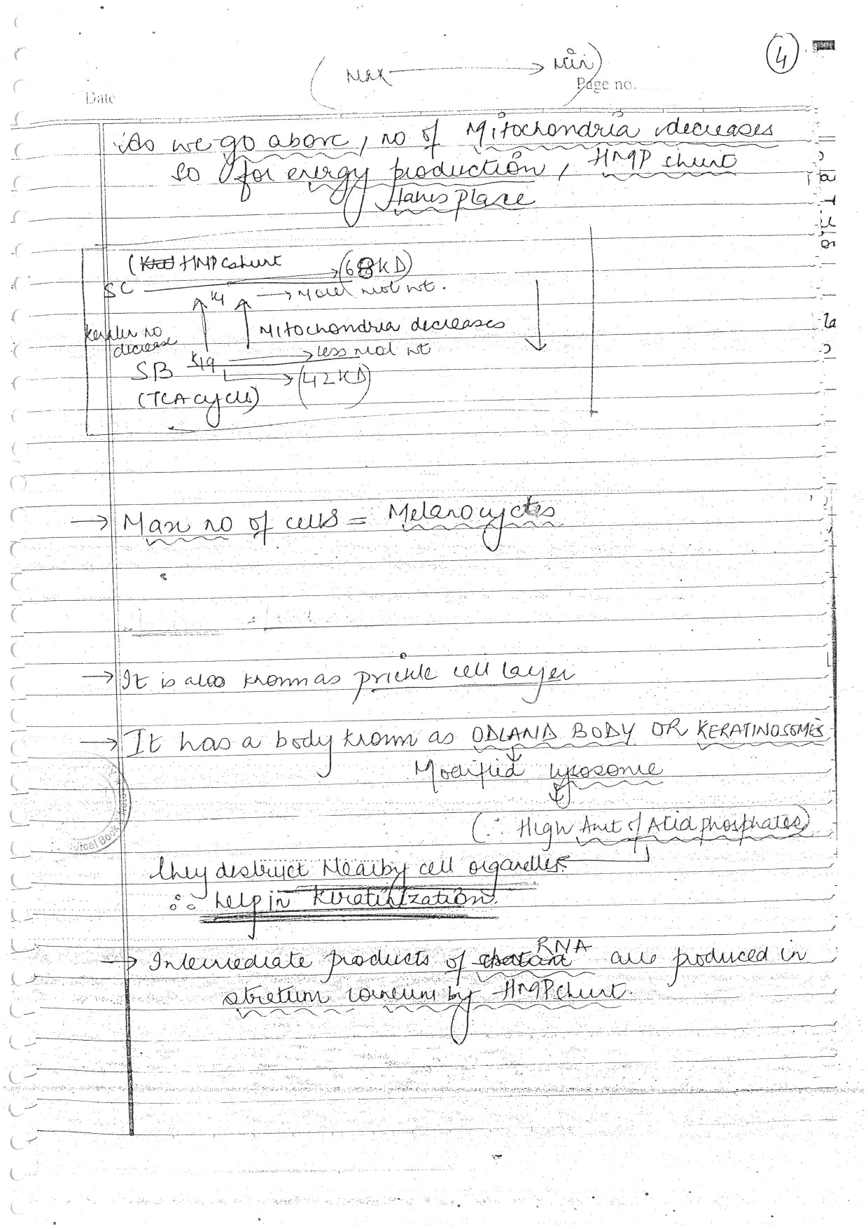 PERADONTIUM - BDS Dental Notes