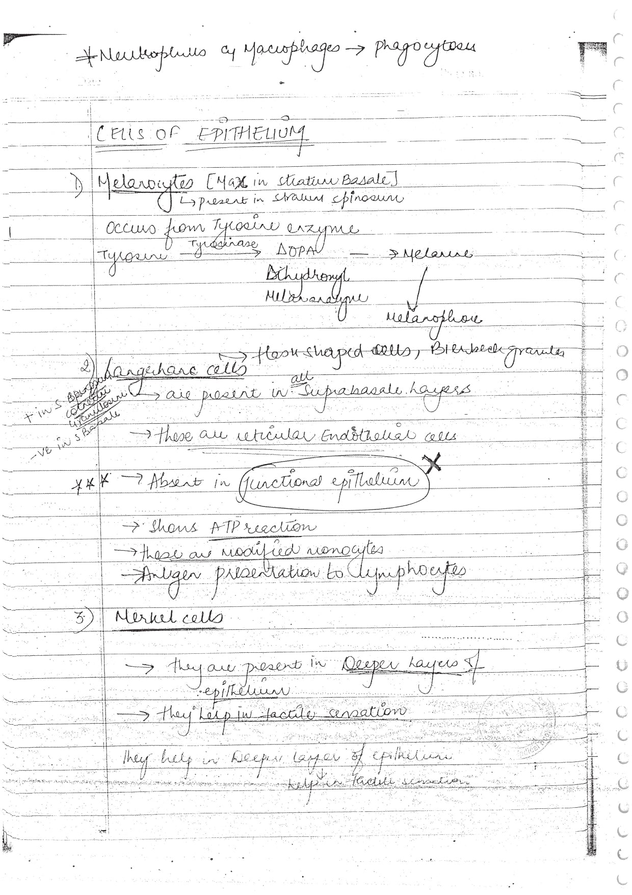 PERADONTIUM - BDS Dental Notes