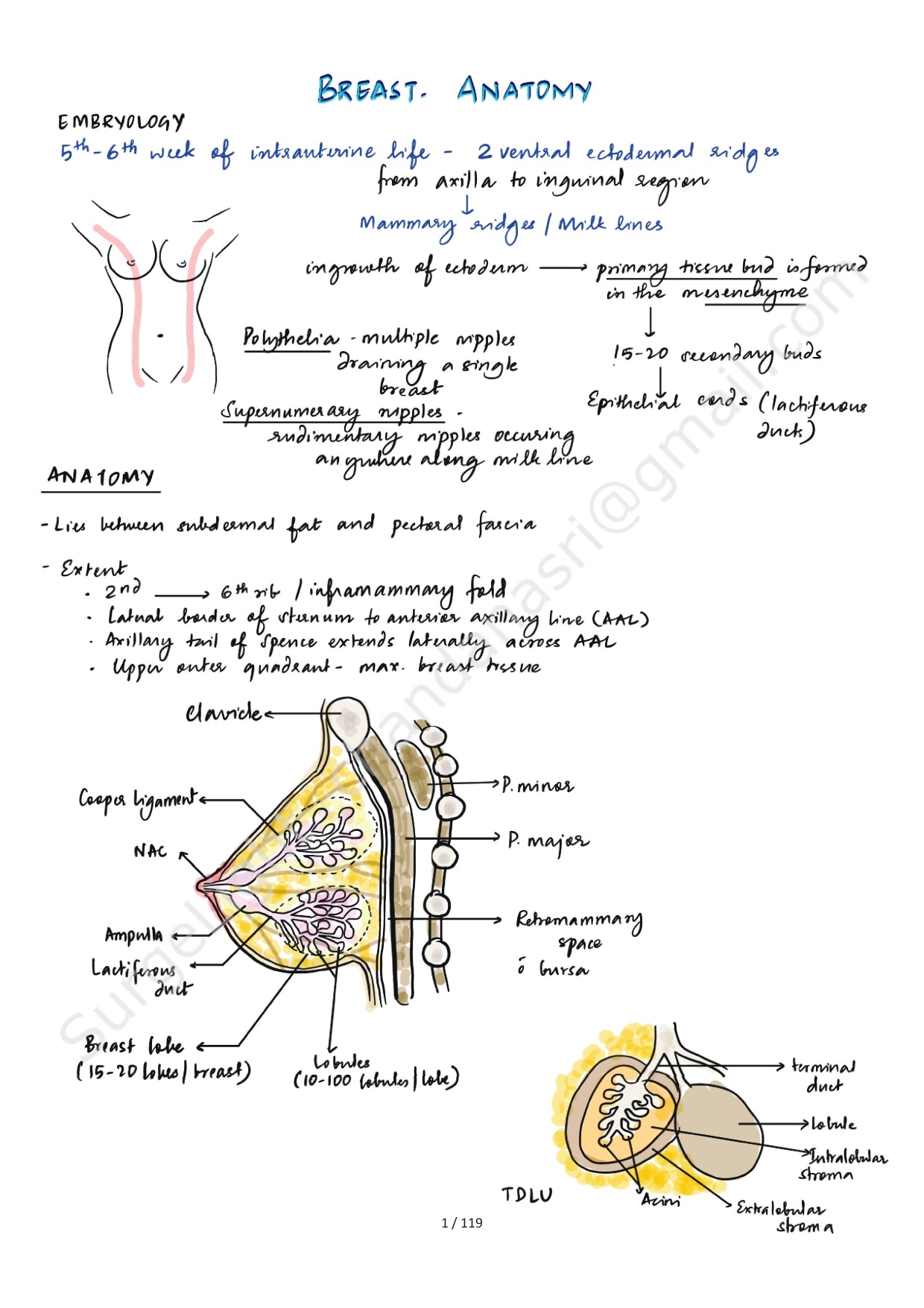 BREAST ANATOMY - Surgery Notes GMC