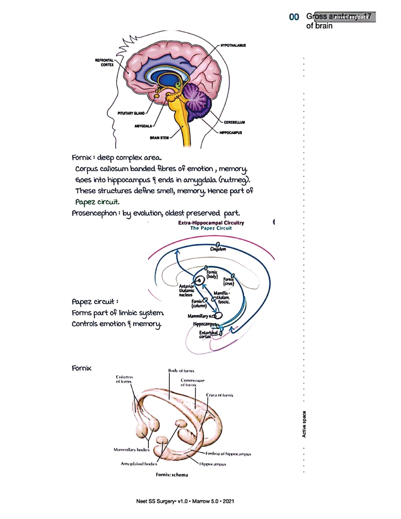 Surgery Neet SS - Neuro Surgery