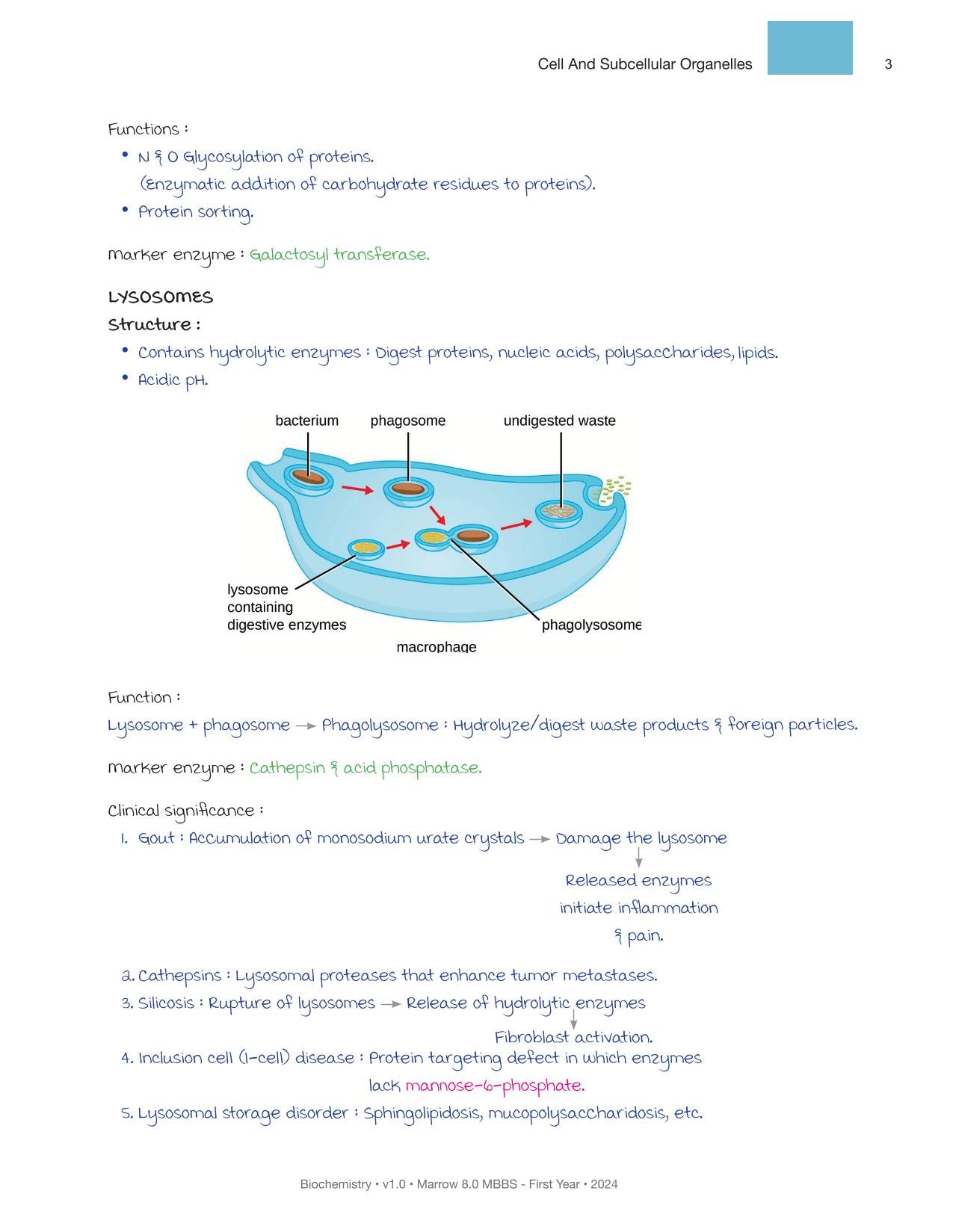 Biochemistry M.8 MBBS First Year Notes in Colour for NEET-PG (New Offer)