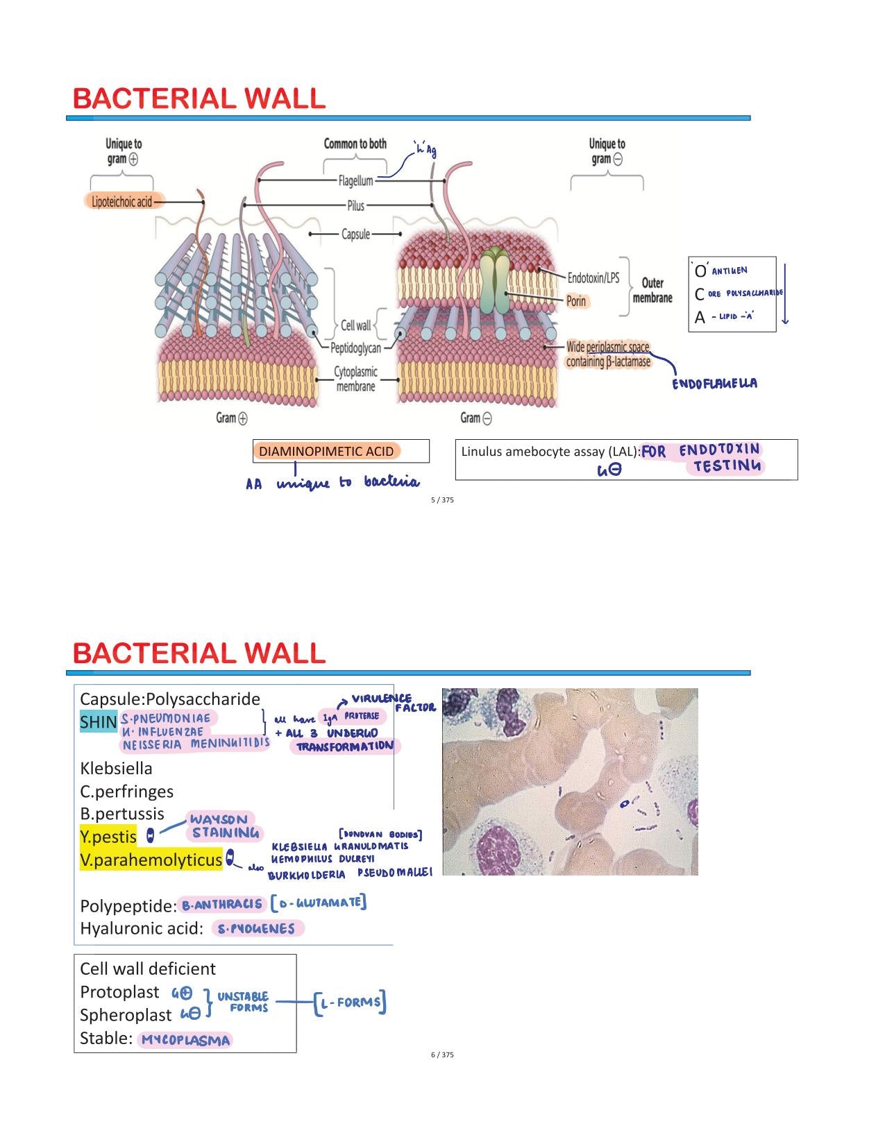 BTR Bonus Annotated by Dr. Zainab Vora