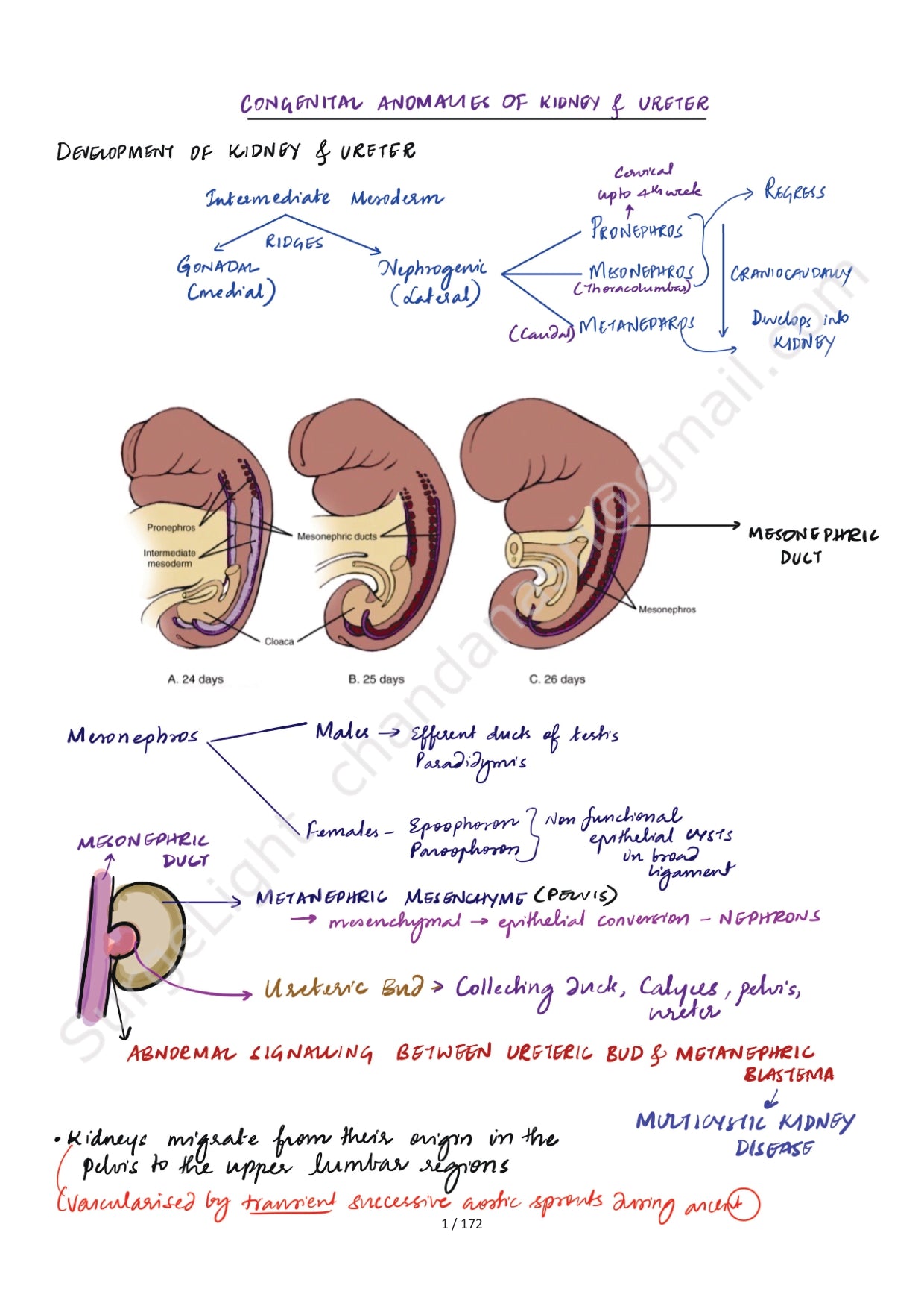 KIDNEY & URETER - Surgery Notes GMC