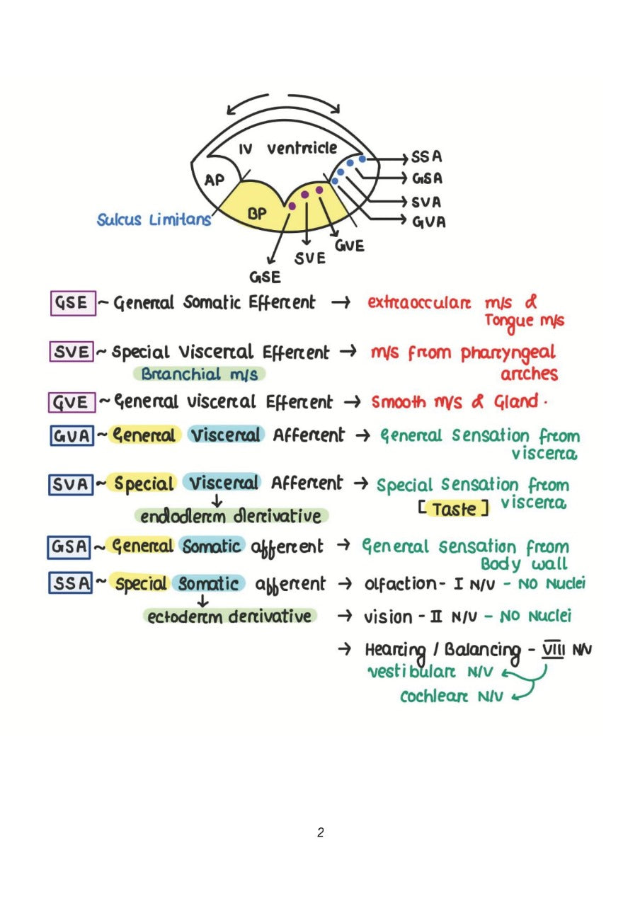 ANATOMY NEET-PG BY DR. ASHWANI KUMAR 2023 - PrintDoc