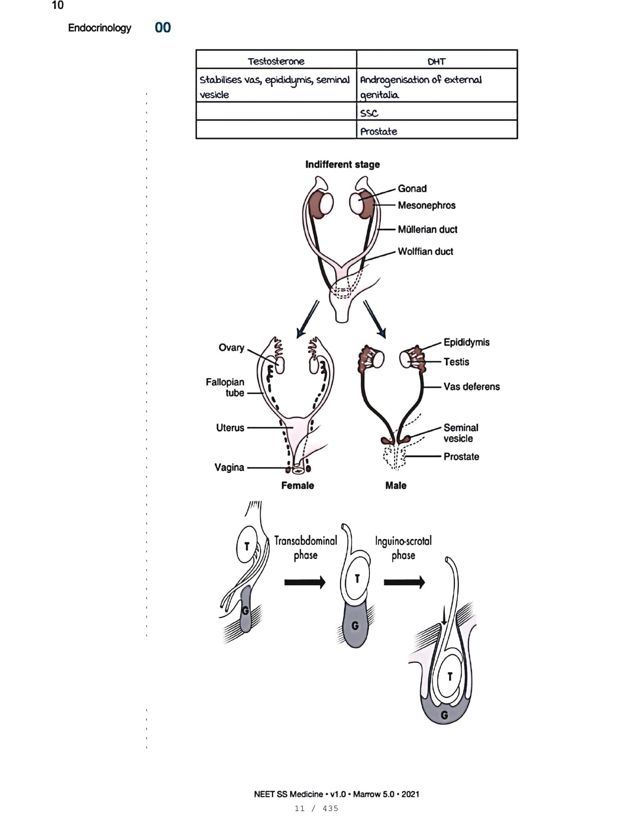 Medicine Neet SS - ENDOCRINOLOGY - PrintDoc