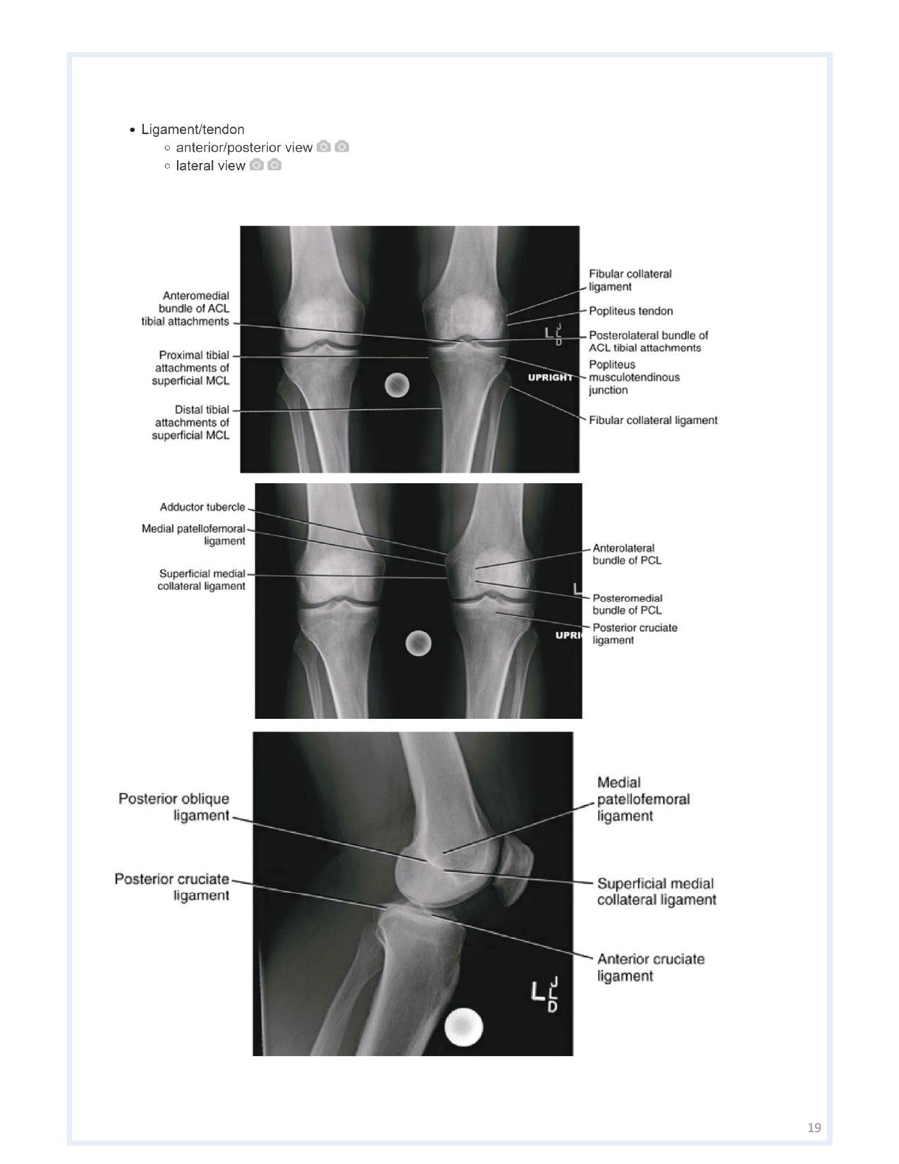 Orthobullets Notes - Vol 1 - PrintDoc