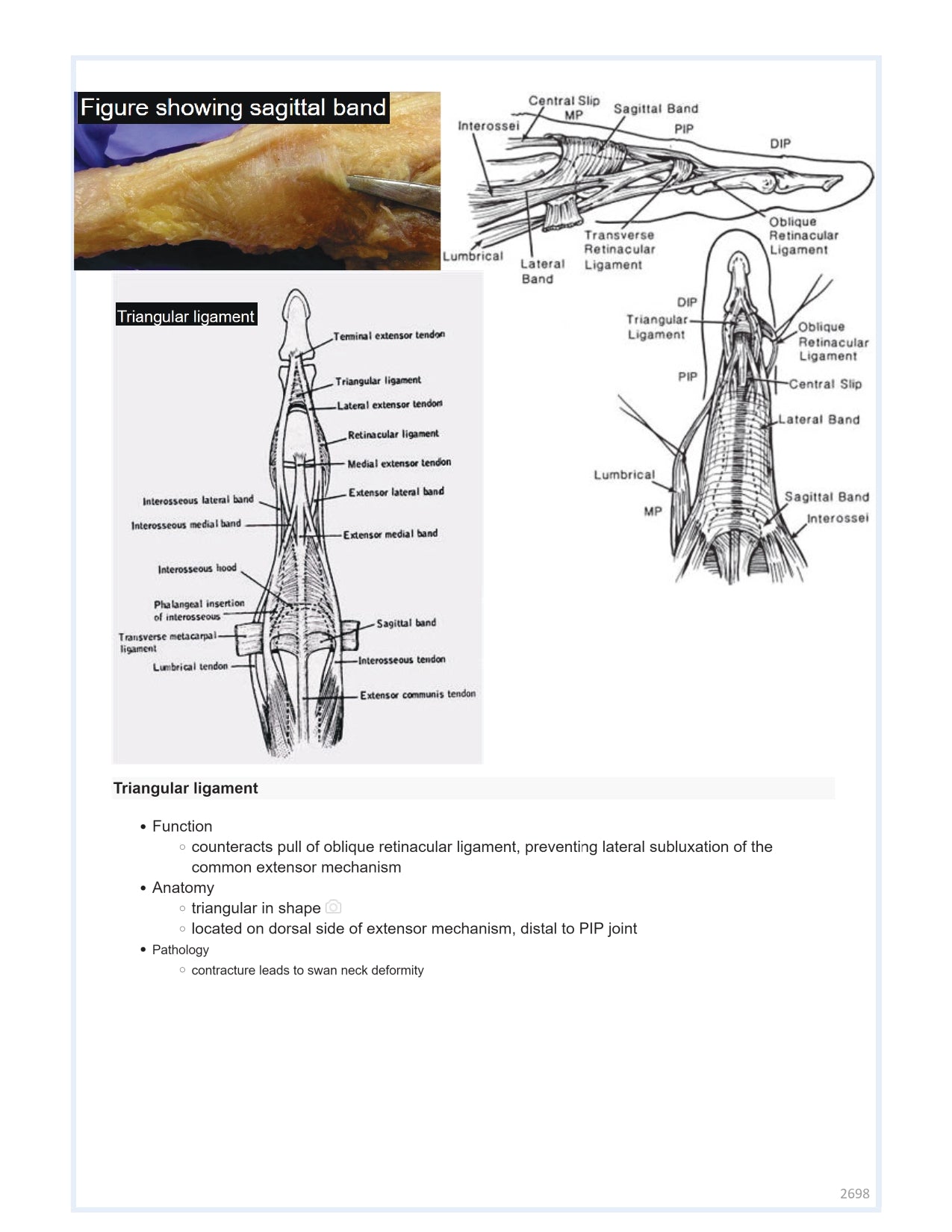 Orthobullets Notes - Vol 3 - PrintDoc